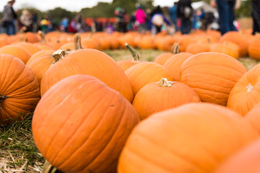 Cutest Pumpkin in the Patch: Fun Fall Adventures for Active Seniors